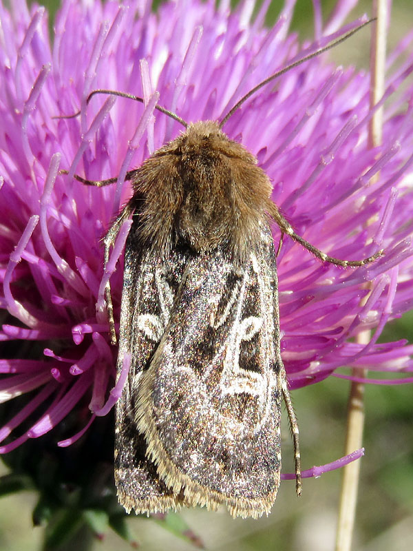 falena da identificare - Chersotis sp., Noctuidae